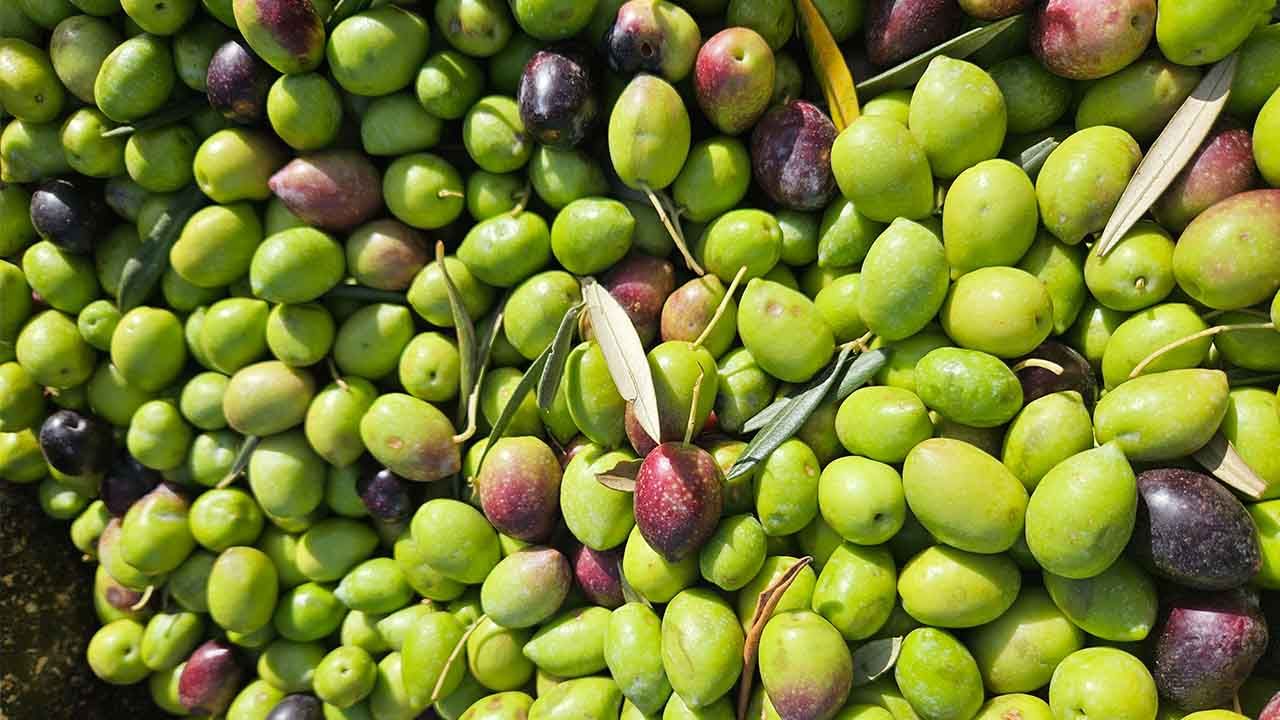 Olives acabades de collir de l'olivar de Bodegas Bordoy a Mallorca