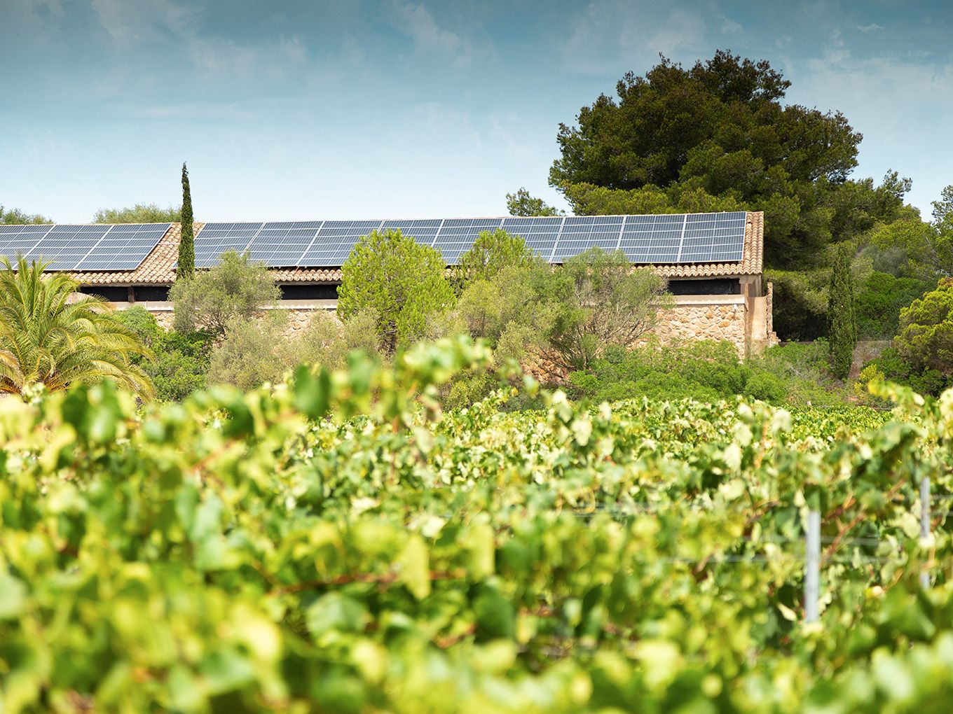 Vinyes i celler amb panells solars a Bodegas Bordoy