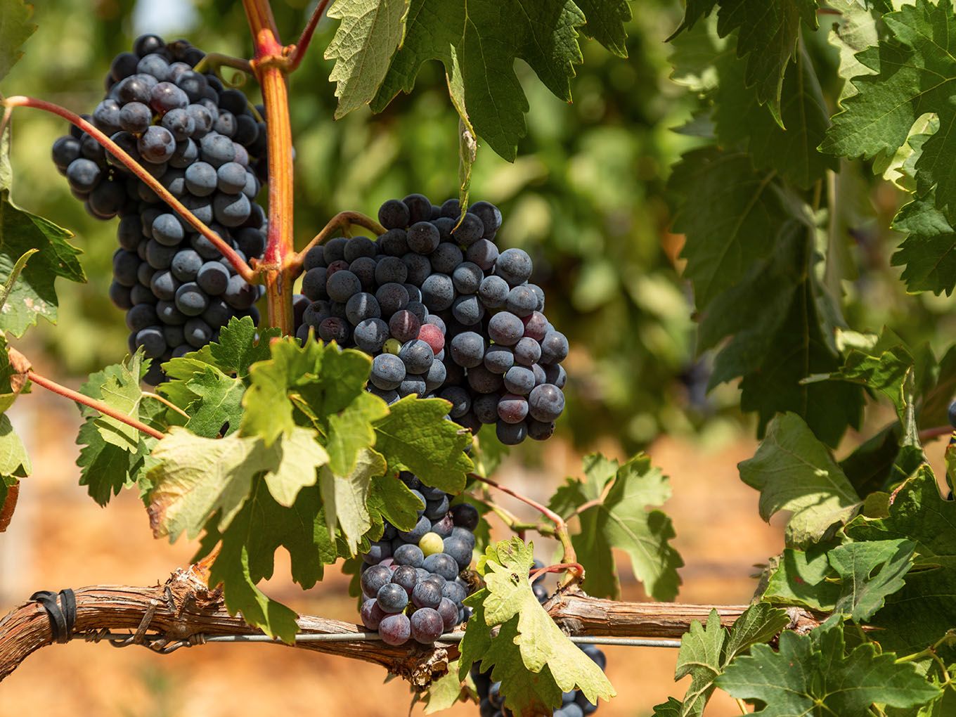 Reife Rotweintrauben in den Weinbergen von Bodegas Bordoy