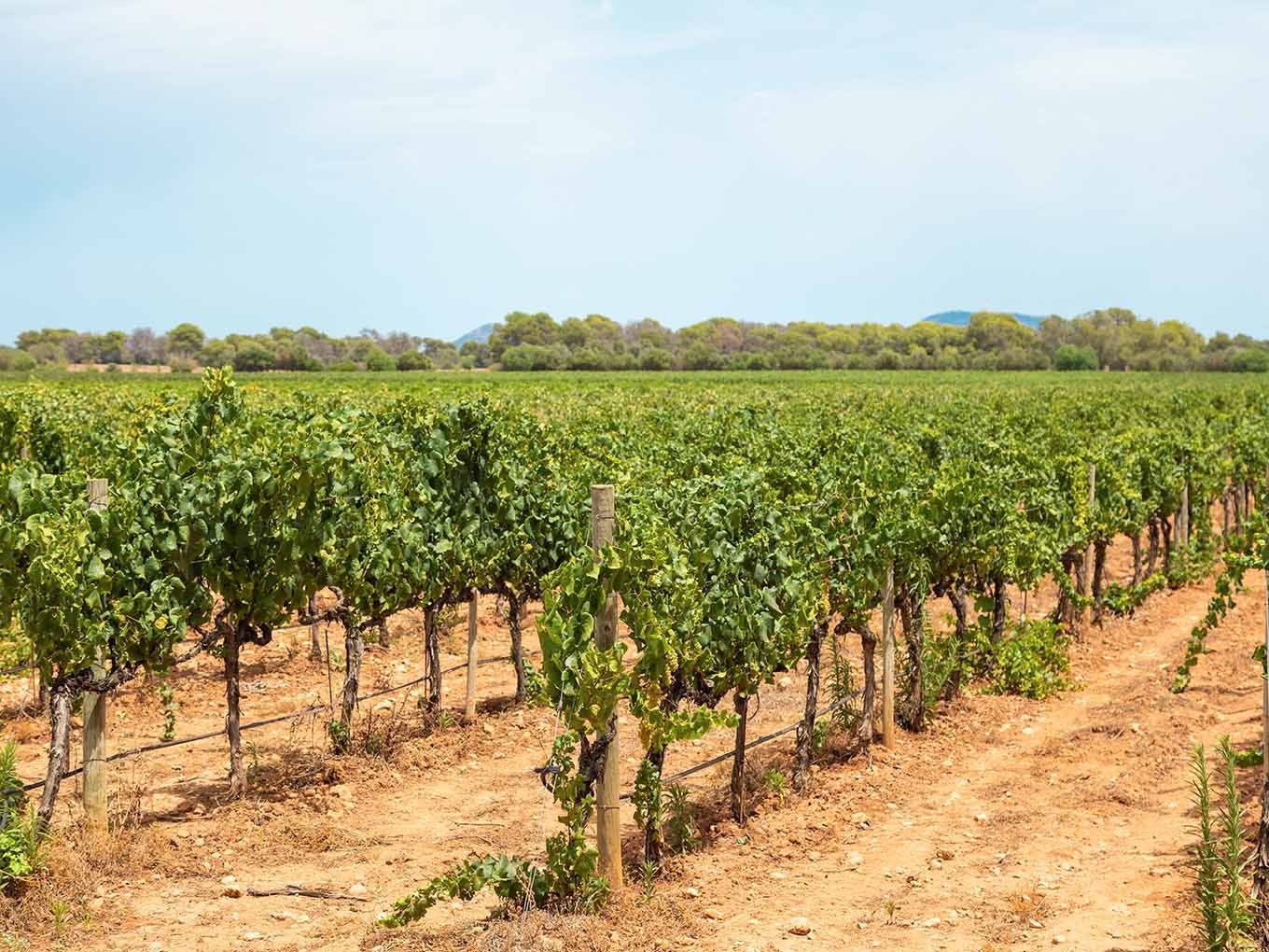 Weinberge von Bodegas Bordoy auf roter Erde im Süden Mallorcas