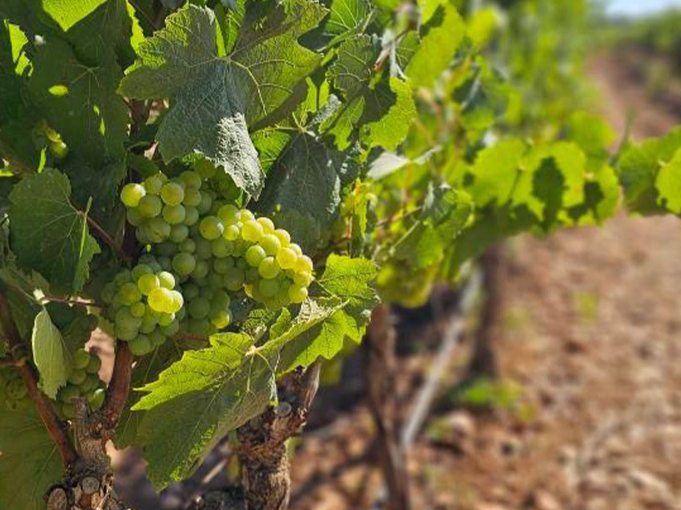 White grapes on the vine at Bodegas Bordoy vineyards, Mallorca